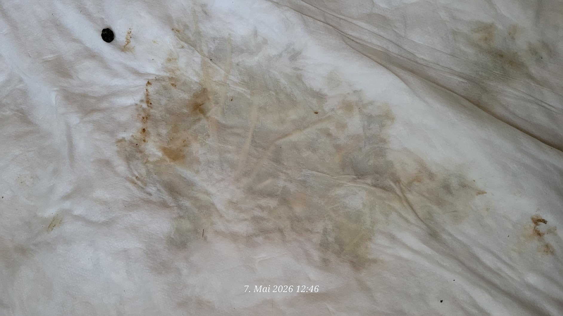 SanaSet Inkontinenzunterlagen 60x60 30 Stück saugstark