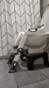 SKYROKU 8838 Toilettensitz mit Treppe Grau rutschfest